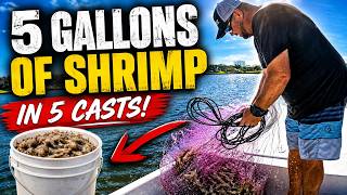 5 Gallons Of Shrimp in 5 Casts!  Full Pull in 10 Minutes!
