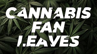 The Importance of Cannabis Fan Leaves