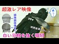 【超激レア映像】カラスが白い羽根を引き抜く瞬間が撮れました！ 白い羽根で遊ぶ猫達＆妖怪ヒゲ結びw 20190821、カラス＆四つ足トリオ