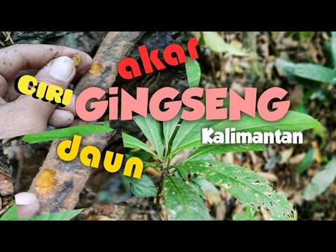 Video: Ginseng - Raja Tanaman Hutan