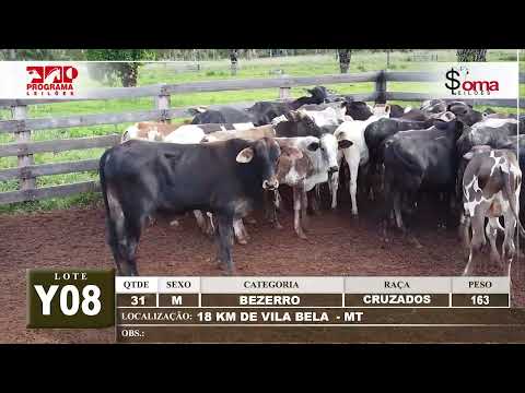 LOTE Y08