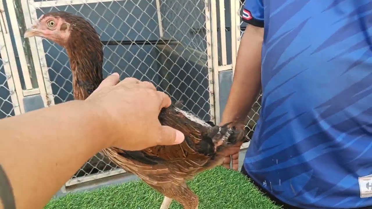 ..แบ่งไก่รุ่นสาวสายเลือดดี