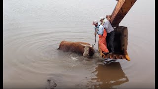 Bull is Saved by Humans