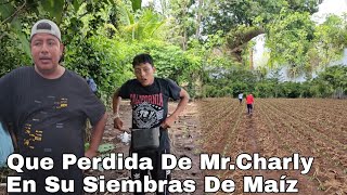 Resembrando La Milpa De Mr.Charly hay Mucha Perdida