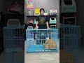 Biến lớn ở Luna Pet
