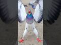 #pigeon #kabutar