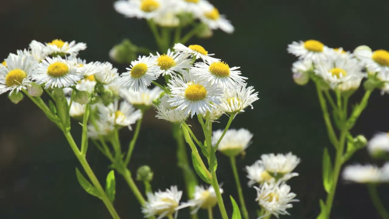 [현대시조 가곡1집] 07. 미나리도 꽃이 핀다 (정희경 작시 / 김종덕 작곡 / 소프라노 박미화 / 피아노 박노훈)