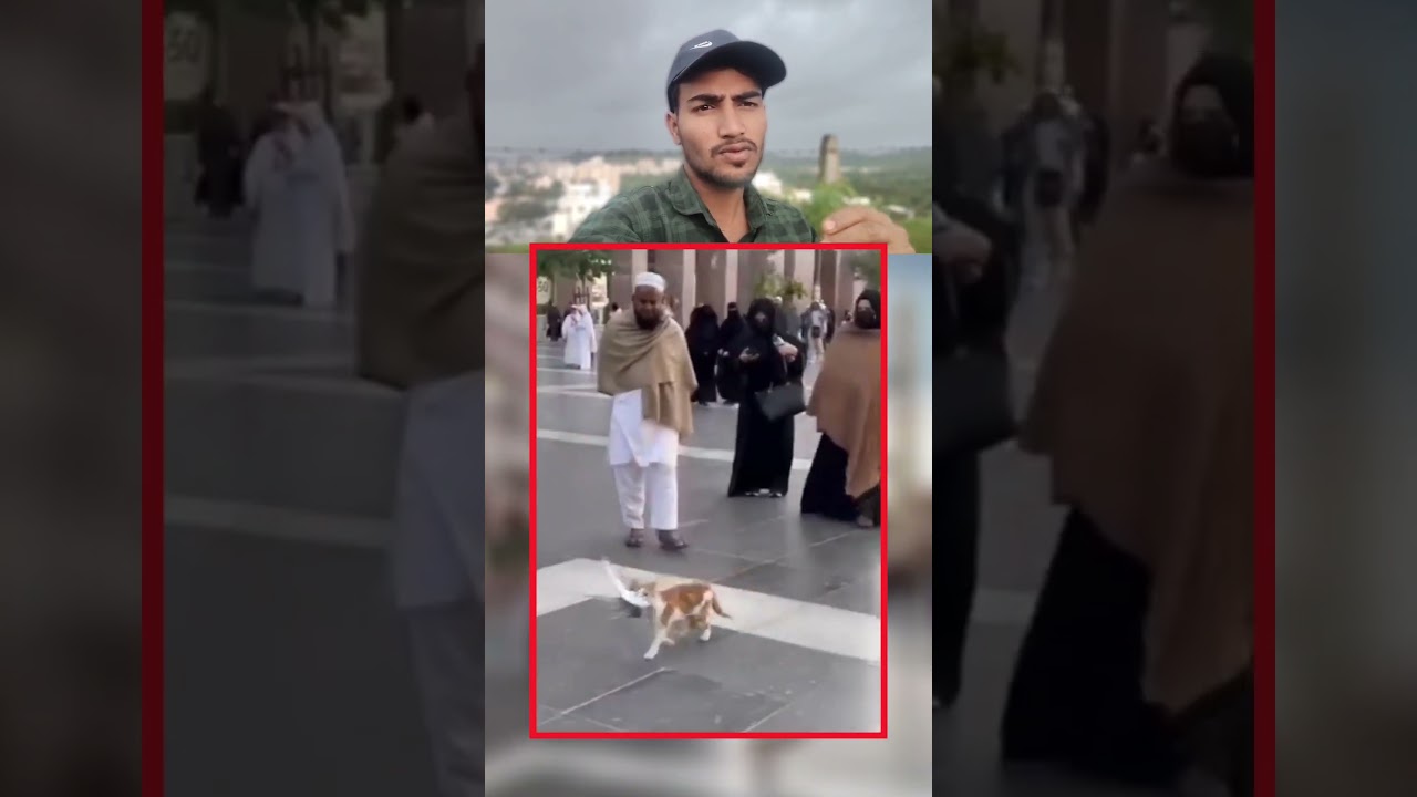 madina Sharif ka cat ko dekho #madina #viralvideo #foryou #shorts