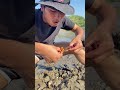 OMG Oyster a Lot After Low Tide #100kv#100kviews #oyster #seafood #fishing