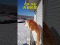 猫の雪#shorts#吉田拓郎#cat#snow#昭和の名曲
