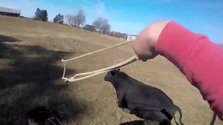 Some cattle just have to be caught. (catching montage)