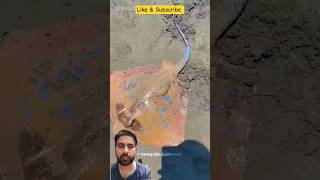 जहां से खत्म हुआ🐠वहीं से शुरू हुई नई Life😇😇 #facts #animals #pets #shorts #funny #comedy #trending