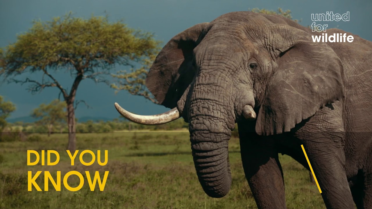 wildlife konusu Ele- facts 1