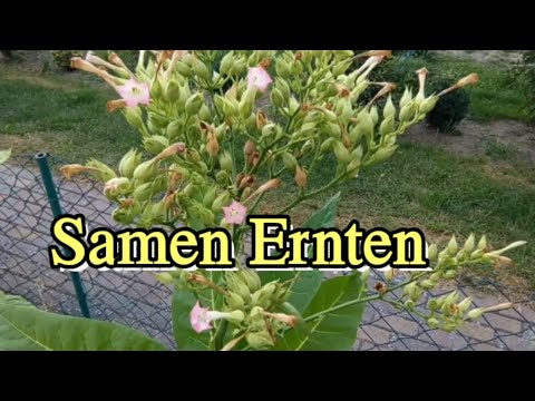 Tabak Selbst Anbauen 2 5 Samen Ernten Youtube