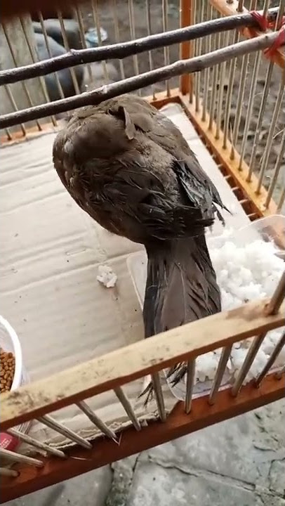 manuk sarapane sega kaya wong