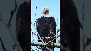 Celebrity The Romantic Truth About Bald Eagles! 🦅 #Shorts Profile