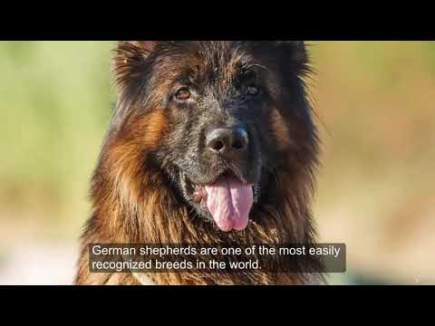 German Shepherd: Secretos, entrenamiento, salud, cuidado y más