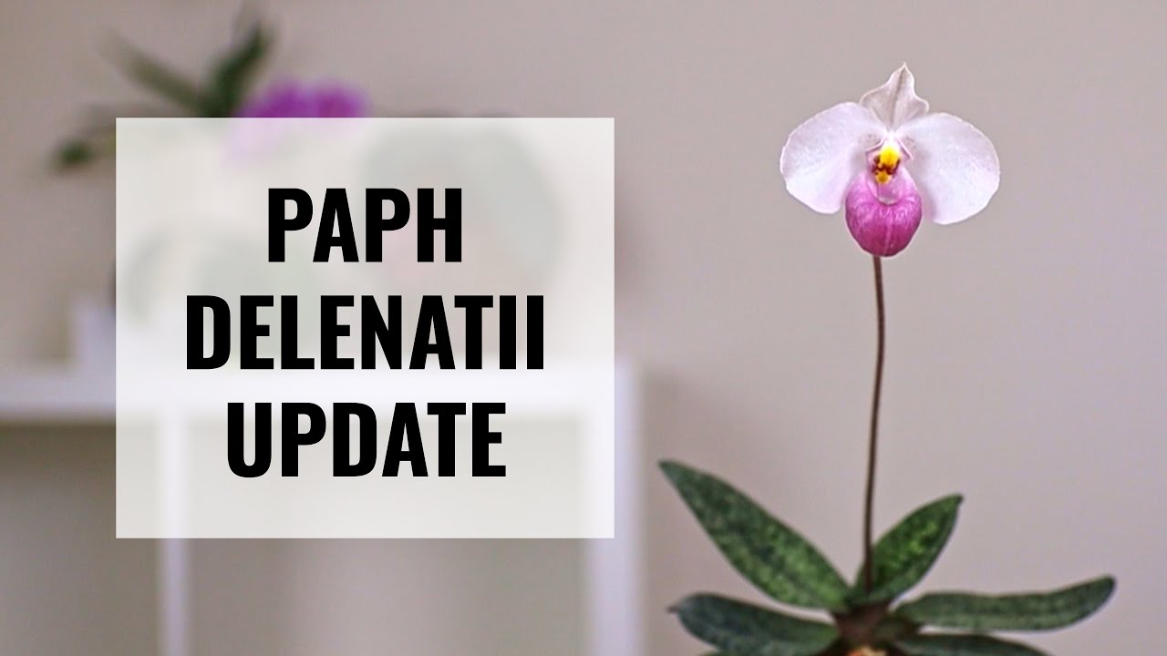 Paphiopedilum delenatii 2022 Update #CareCollab