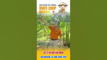 Xử lý ra hoa sầu riêng Musang King năm đầu tiên làm bông tỉ lệ ra hơn 80% #bmfe #bmfecorp #saurieng