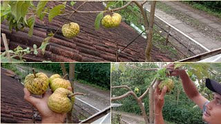Pick Srikaya Jumbo in the pot || Srikaya Bonsai