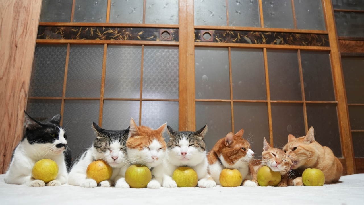 幸水梨 のせ猫 260928 - YouTube