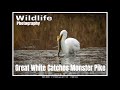 Wildlife Photography UK - Great White Egret Catches Monster Pike.
