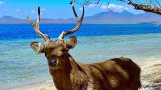 Menjangan Island @ a abdat