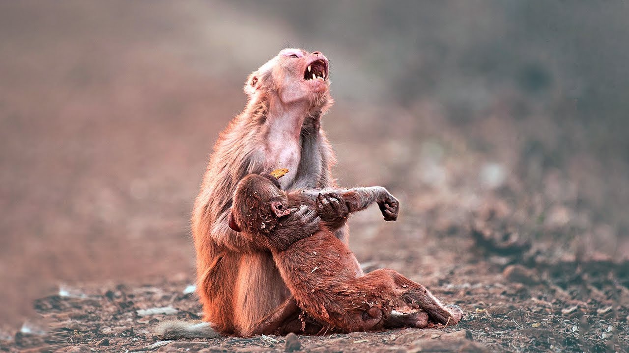 �30 animales que pidieron ayuda y bondad a la gente!