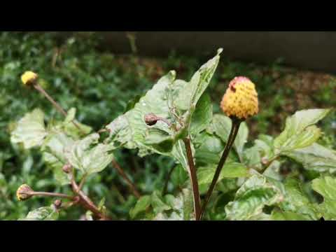 Растение Акмелла огородная (Acmella oleracea), Электрическая ромашка, Spilanthes oleracea, Спилантес