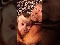 Monkey LOVES his Brother #monkey #brothers #cute #pets #love #shorts