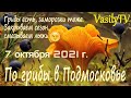 🌳По грибы в Подмосковье 7 октября 2021🌳Грибы есть, заморозки тоже. Закрываем сезон, смазываем лыжи😉