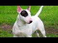 BULL TERRIER SANGE DE LUPTATOR