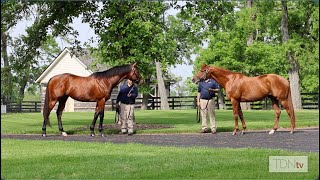 Origin Stories Raising Good Horses At Three Chimneys