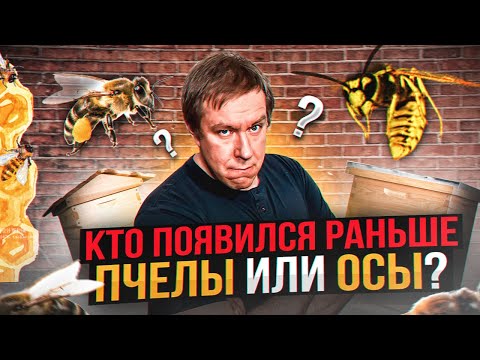 Кто появился раньше: пчелы или осы? Удивительные факты о насекомых с юмором