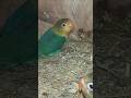 love birds Parblue Chicks Top quality top marking #birds #africanlovebirdbreeding #lovebird #viral