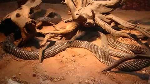 Woma Python at Australia Zoo