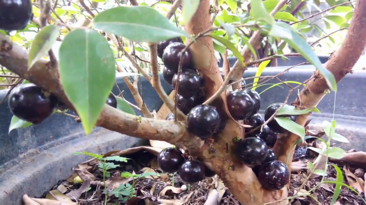 jaboticaba pohon  jambu berbuah anggur  YouTube