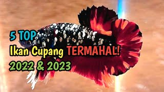 Ikan Cupang Termahal Tahun 2022