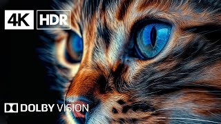 World 4K - Scenic Wildlife Film With Piano Calming Music, Study, Relaxing