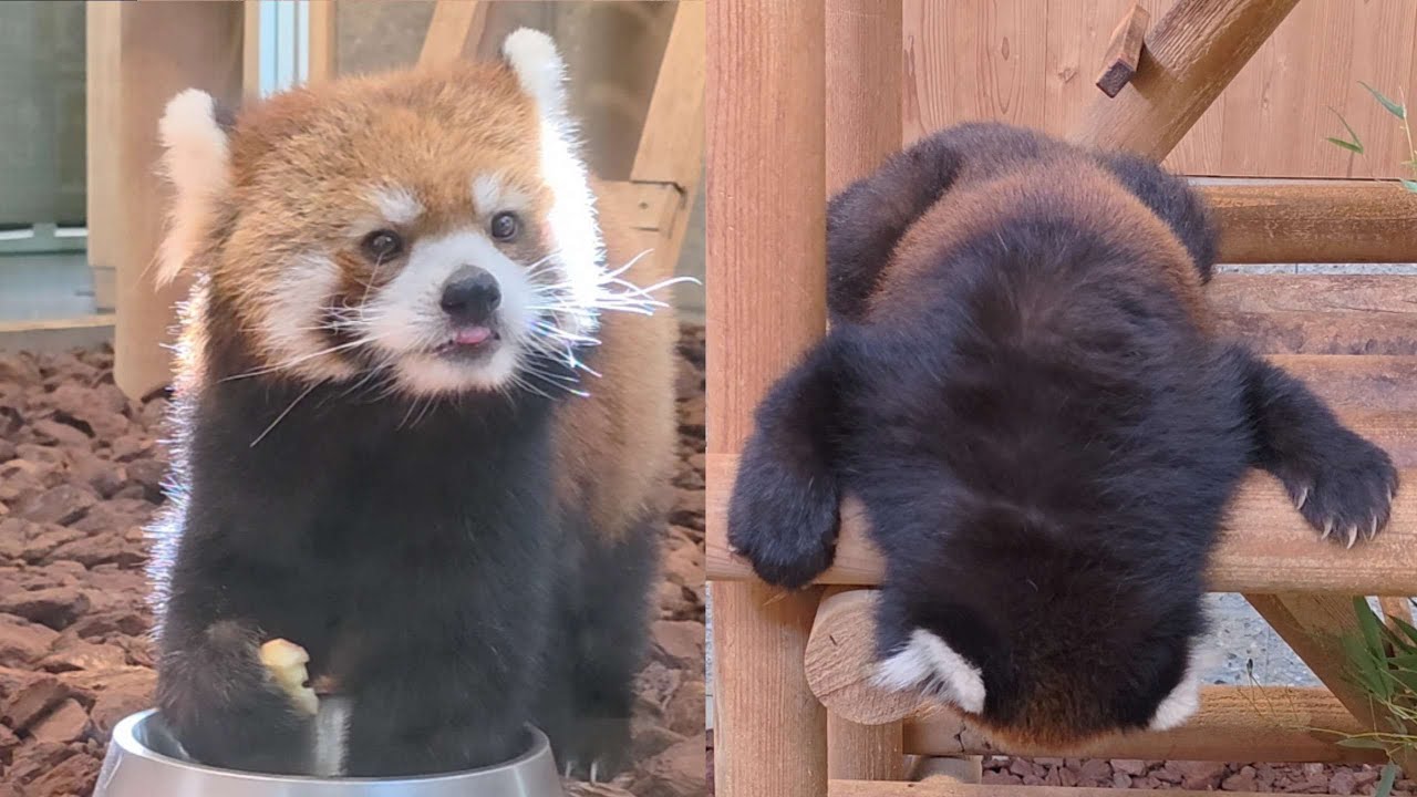 悠然としているレッサーパンダの まつば、モッチーのリンゴタイム