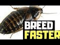 How To Breed Dubia Roaches FASTER