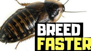 How To Breed Dubia Roaches FASTER