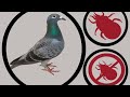 القضاء على حشرات الحمام والطيور في دقيقه واحده وجميع الحشرات القضاء على حشرات الحمام والطيور في دقيقه واحده وجميع الحشرات