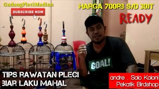 Harga pleci semakin GILA ‼️ andre Solo Koloni ⁉️ Pekatik Bird Shop