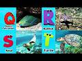 ABC Sea Animal Sounds 574TH1 | Nursery Rhyme for Kids | Koko Study Class