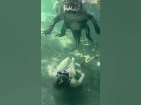 swimming-with-alligators