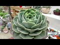 TOP 10 ECHEVERIAS Y SUS CUIDADOS  #suculentas  #echeverias #top10