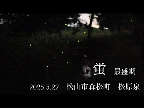 蛍最盛期 一眼4k撮影 2025.5.22 松原泉(愛媛県松山市森松町)