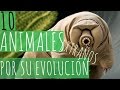 10 ANIMALES EXTRAÑOS POR SU EVOLUCION