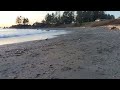 Coconut, Mouse, and Jennie Beach 2/23